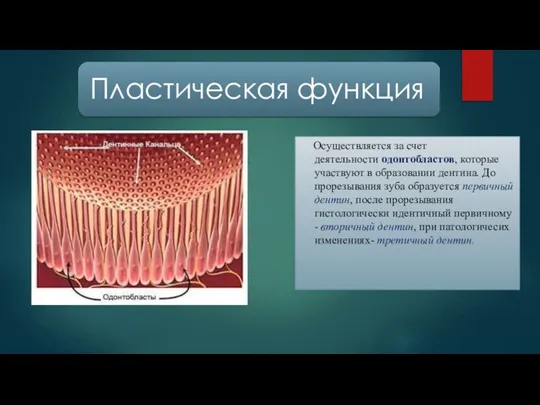 Осуществляется за счет деятельности одонтобластов, которые участвуют в образовании дентина. До прорезывания