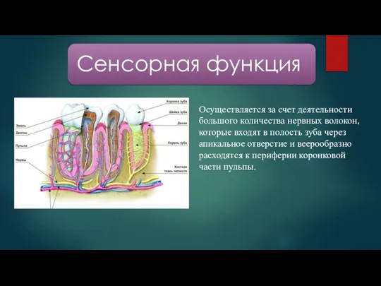 Осуществляется за счет деятельности большого количества нервных волокон, которые входят в полость