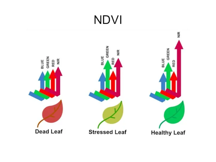 NDVI