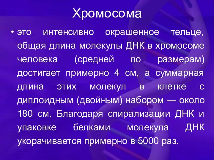 Хромосома это интенсивно окрашенное тельце, общая длина молекулы ДНК в хромосоме человека