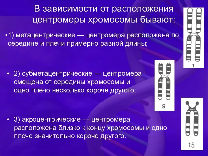 В зависимости от расположения центромеры хромосомы бывают: 3) акроцентрические — центромера расположена