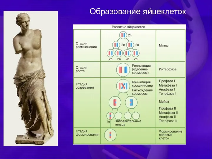 Образование яйцеклеток