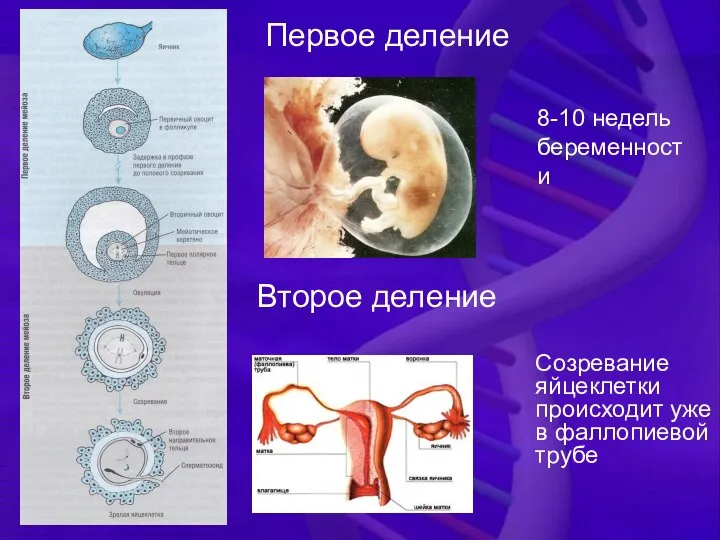 Второе деление Первое деление Созревание яйцеклетки происходит уже в фаллопиевой трубе 8-10 недель беременности