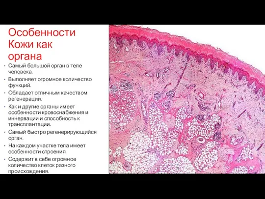 Особенности Кожи как органа Самый большой орган в теле человека. Выполняет огромное