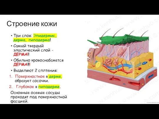 Строение кожи Три слоя: Эпидермис, дерма, гиподерма! Самый твердый эластический слой -