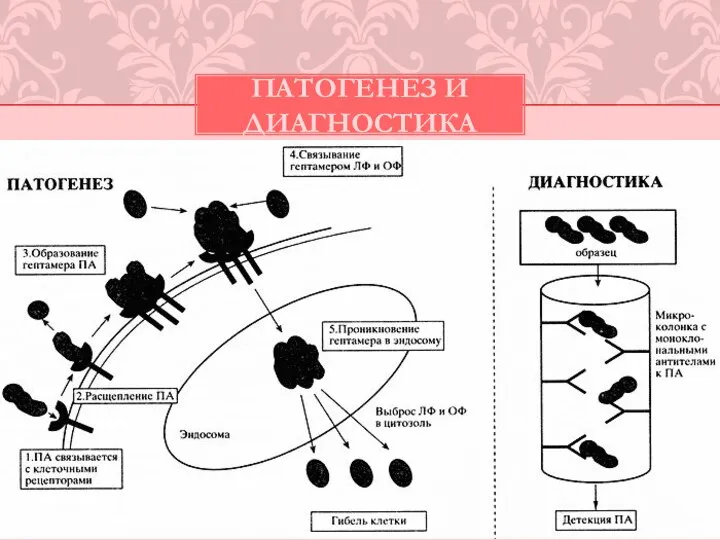 ПАТОГЕНЕЗ И ДИАГНОСТИКА