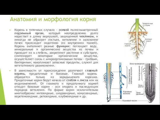 Анатомия и морфология корня Корень в типичных случаях - осевой полисимметричный подземный