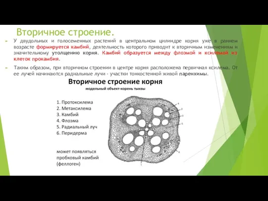 Вторичное строение. У двудольных и голосеменных растений в центральном цилиндре корня уже