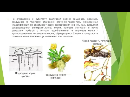 По отношению к субстрату различают корни: земляные, водяные, воздушные и гаустории (присоски