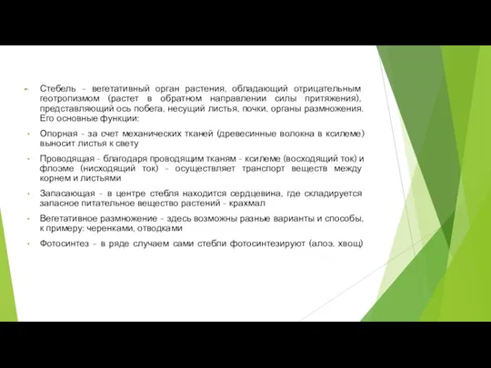 Стебель - вегетативный орган растения, обладающий отрицательным геотропизмом (растет в обратном направлении