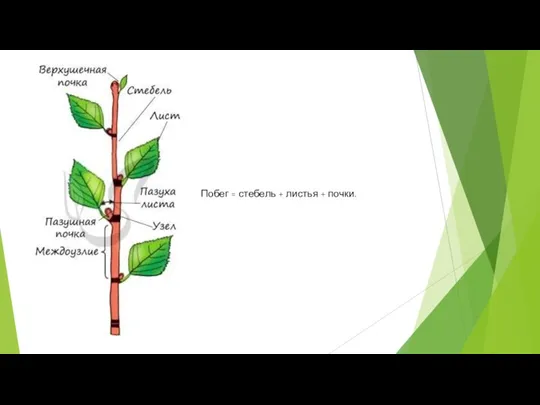 Побег = стебель + листья + почки.