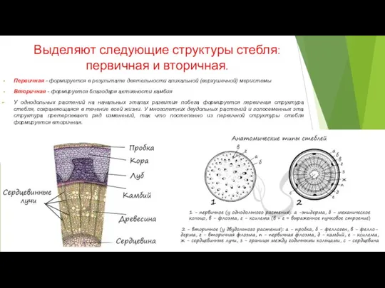 Выделяют следующие структуры стебля: первичная и вторичная. Первичная - формируется в результате