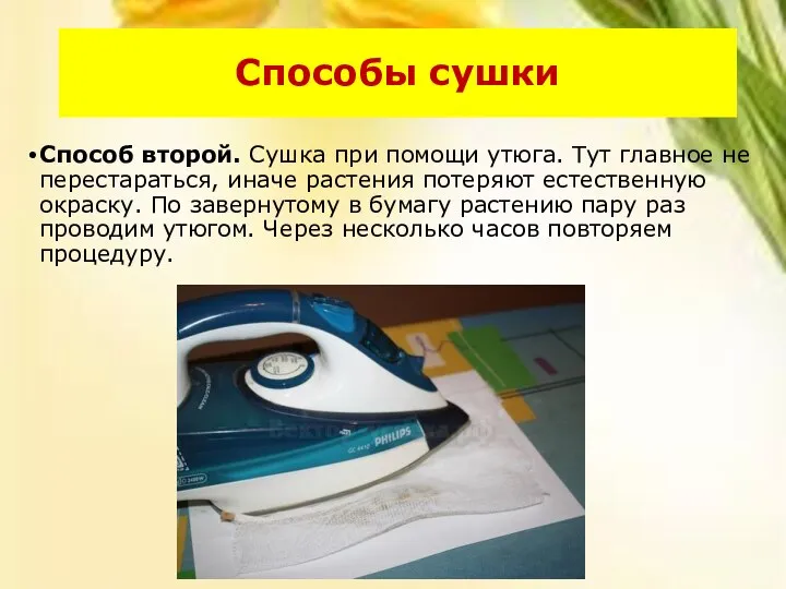 Способ второй. Сушка при помощи утюга. Тут главное не перестараться, иначе растения