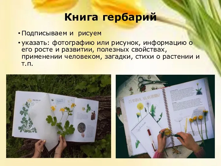 Книга гербарий Подписываем и рисуем указать: фотографию или рисунок, информацию о его