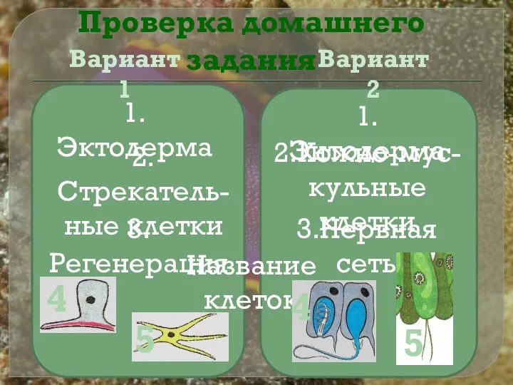 Проверка домашнего задания Вариант 1 Вариант 2 1.Эктодерма 1.Энтодерма 2.Стрекатель- ные клетки