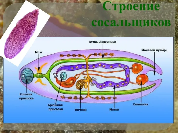 Строение сосальщиков