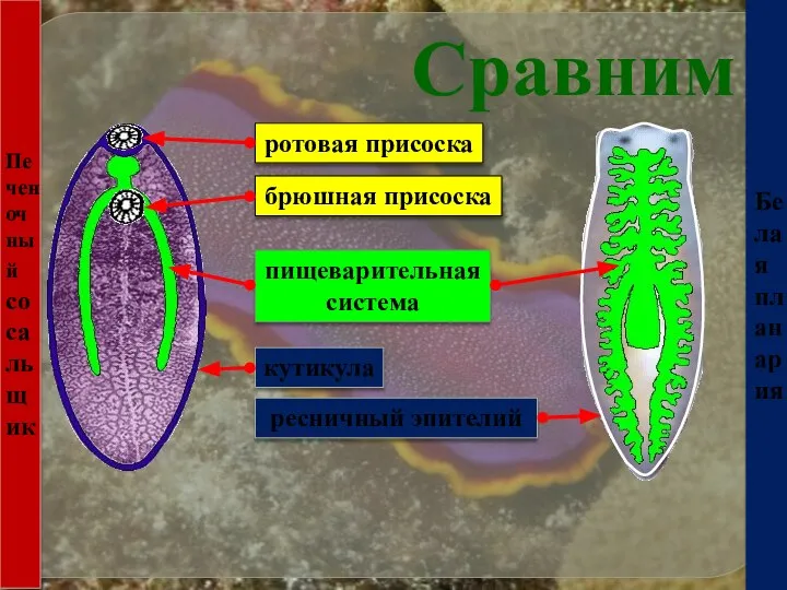 Белая планария Печеночный сосальщик Сравним