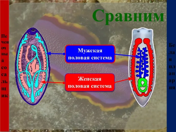 Печеночный сосальщик Белая планария Сравним