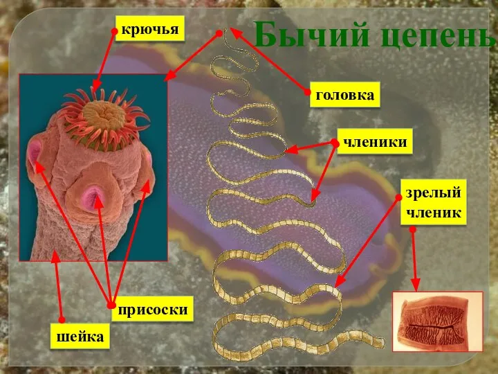 Бычий цепень