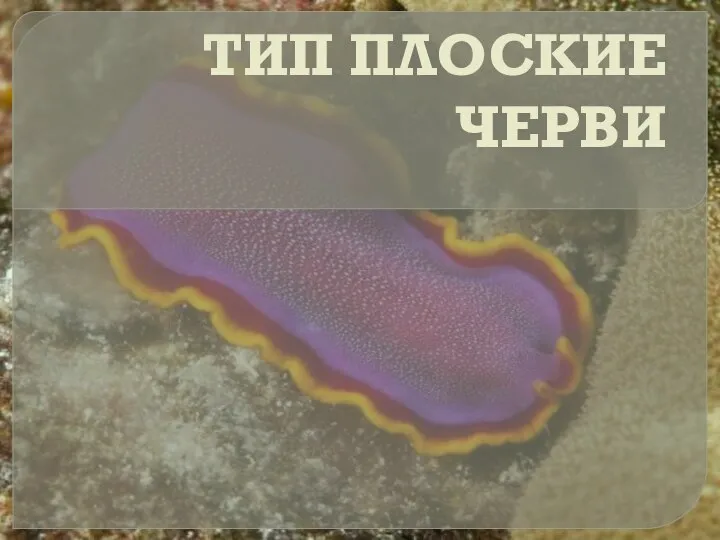 ТИП ПЛОСКИЕ ЧЕРВИ