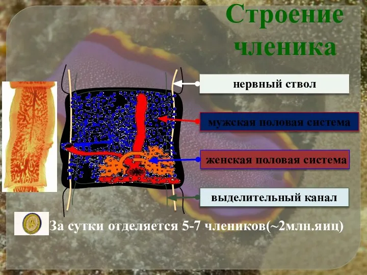 Строение членика За сутки отделяется 5-7 члеников(~2млн.яиц)