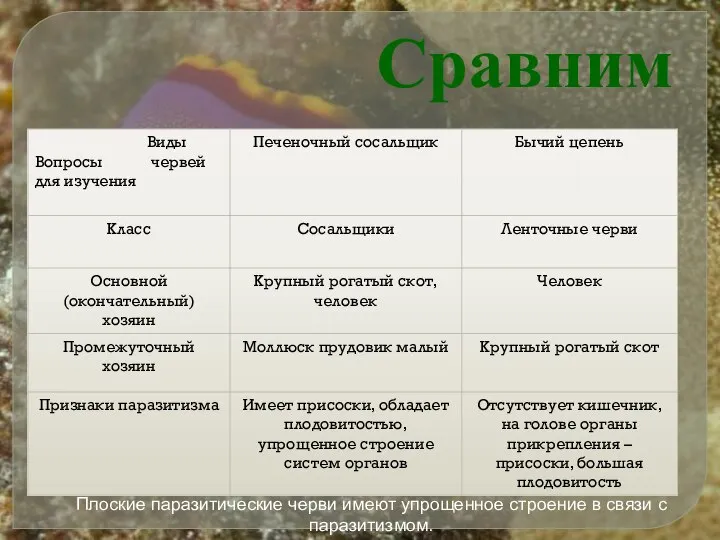 Плоские паразитические черви имеют упрощенное строение в связи с паразитизмом. Сравним