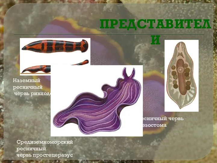 Наземный ресничный червь ринходемус Ресничный червь мезостома Средиземноморский ресничный червь простецераэус ПРЕДСТАВИТЕЛИ