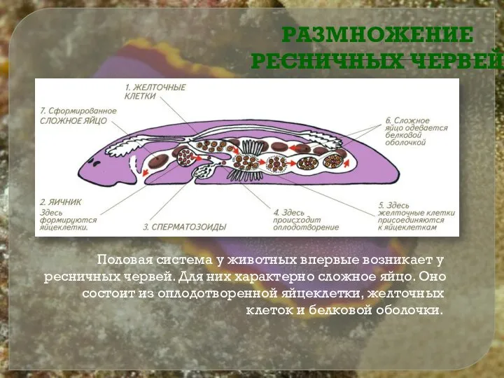 Половая система у животных впервые возникает у ресничных червей. Для них характерно