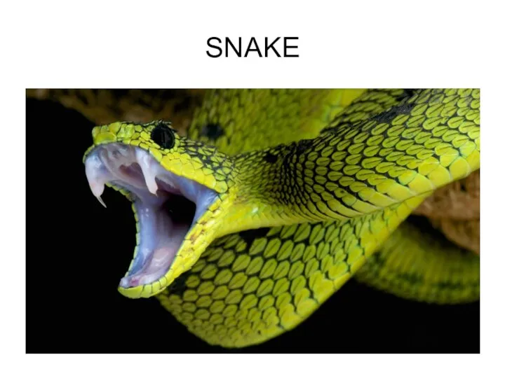 SNAKE