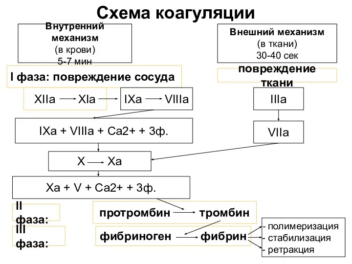 Схема коагуляции Внутренний механизм (в крови) 5-7 мин Внешний механизм (в ткани)