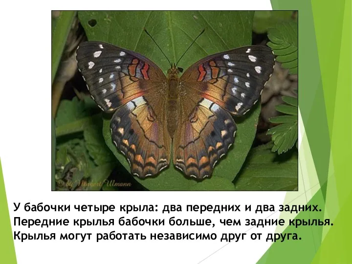 У бабочки четыре крыла: два передних и два задних. Передние крылья бабочки