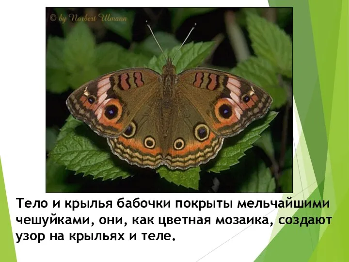 Тело и крылья бабочки покрыты мельчайшими чешуйками, они, как цветная мозаика, создают