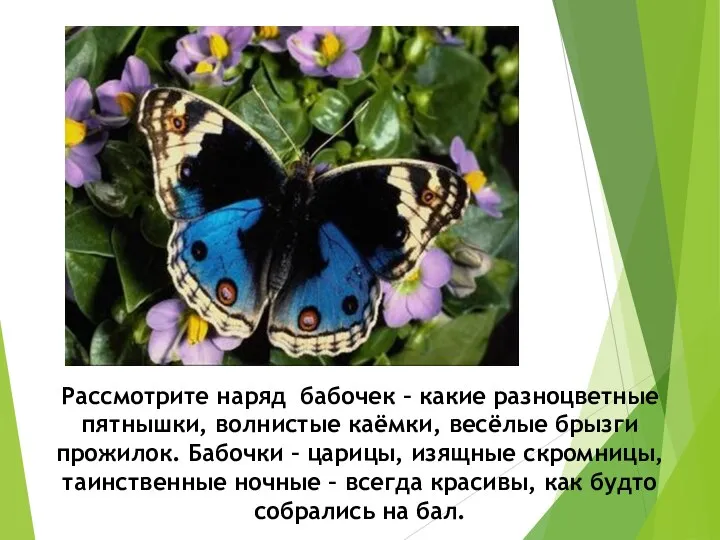 Рассмотрите наряд бабочек – какие разноцветные пятнышки, волнистые каёмки, весёлые брызги прожилок.