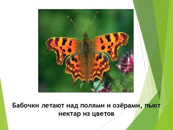 Бабочки летают над полями и озёрами, пьют нектар из цветов