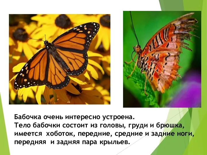 Бабочка очень интересно устроена. Тело бабочки состоит из головы, груди и брюшка,