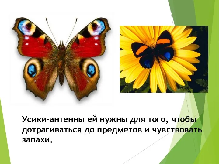 Усики-антенны ей нужны для того, чтобы дотрагиваться до предметов и чувствовать запахи.