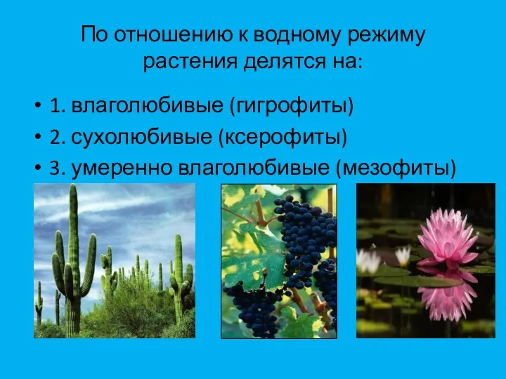 По отношению к водному режиму растения делятся на: 1. влаголюбивые (гигрофиты) 2.