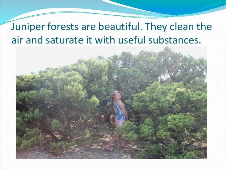 Juniper forests are beautiful. They clean the air and saturate it with useful substances.