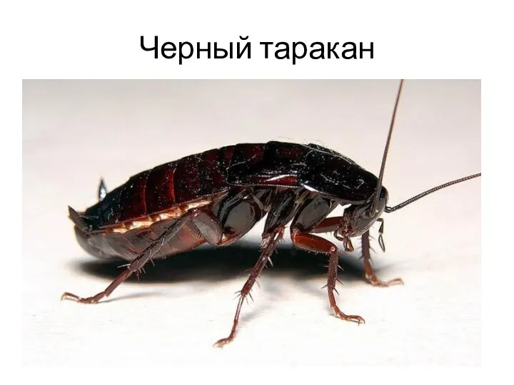 Черный таракан