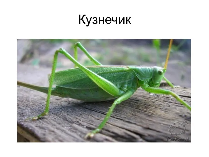 Кузнечик