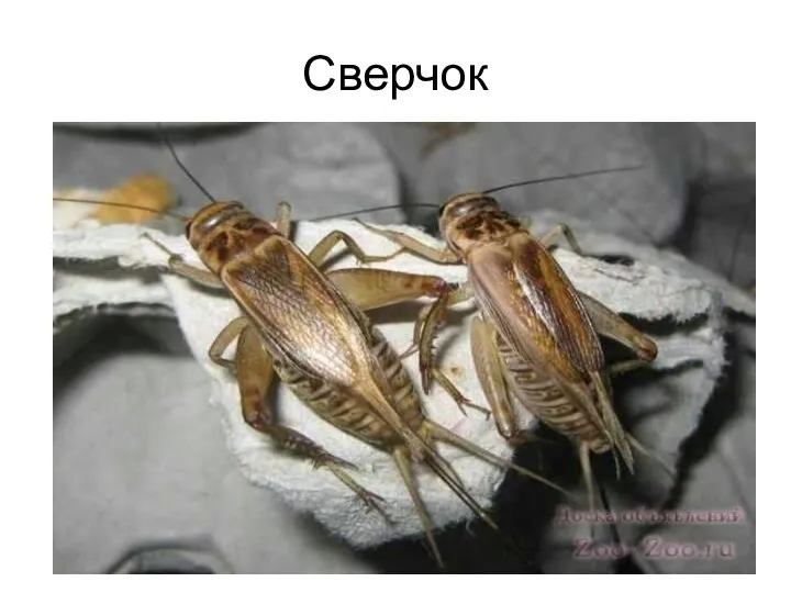 Сверчок