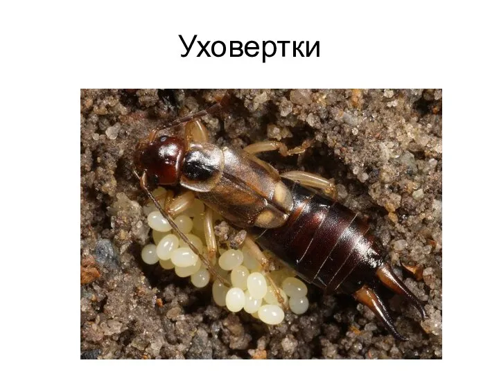 Уховертки