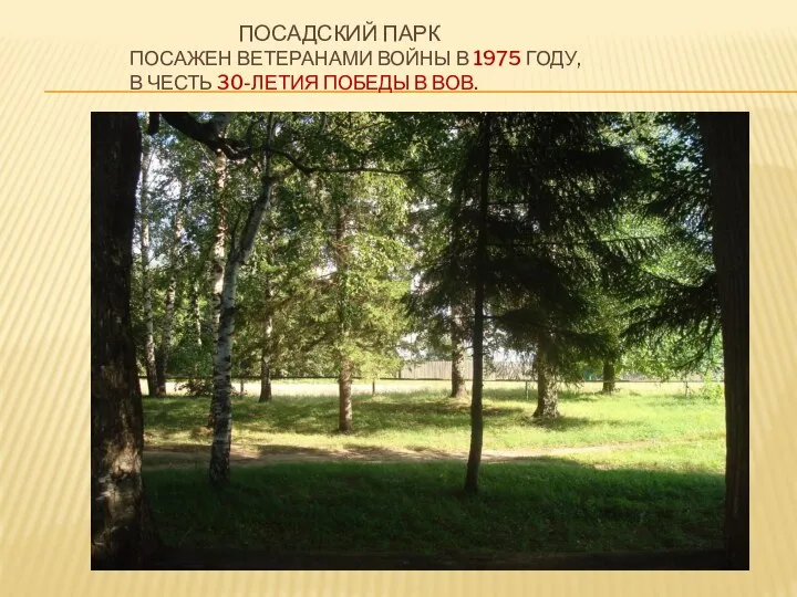 ПОСАДСКИЙ ПАРК ПОСАЖЕН ВЕТЕРАНАМИ ВОЙНЫ В 1975 ГОДУ, В ЧЕСТЬ 30-ЛЕТИЯ ПОБЕДЫ В ВОВ.