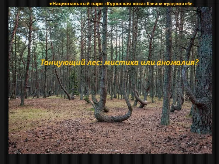 Танцующий лес: мистика или аномалия? Национальный парк «Куршская коса» Калининградская обл.