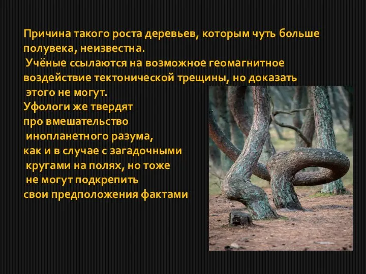 Причина такого роста деревьев, которым чуть больше полувека, неизвестна. Учёные ссылаются на