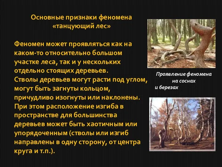 Основные признаки феномена «танцующий лес» Феномен может проявляться как на каком-то относительно