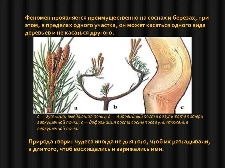 Феномен проявляется преимущественно на соснах и березах, при этом, в пределах одного