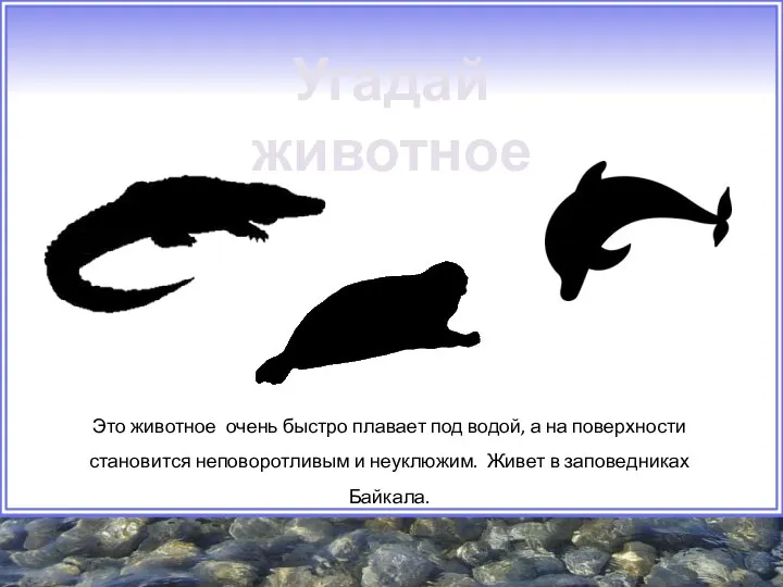 Это животное очень быстро плавает под водой, а на поверхности становится неповоротливым