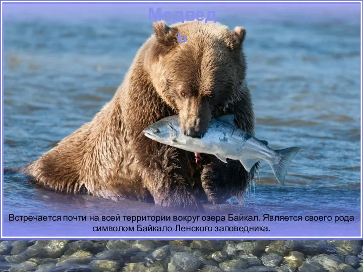 Встречается почти на всей территории вокруг озера Байкал. Является своего рода символом Байкало-Ленского заповедника. Медведь