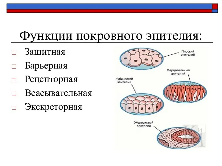 Функции покровного эпителия: Защитная Барьерная Рецепторная Всасывательная Экскреторная